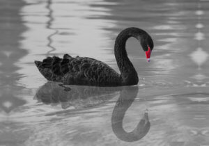 O maior cisne negro já visto!