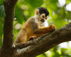 De 7 bilhões de macacos, um escreveria Os Lusíadas